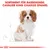 Sortiment für Rassehunde: Cavalier King Charles Spaniel. Illustration eines Hundes mit braun-weisser Fellzeichnung.