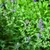 Close-up of green catnip plants with purple flowers, suitable for garden or pet supplies.