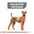 Chien illustré avec texte « Sensibilités dentaires » en haut, indiquant un focus sur la santé dentaire canine. Aucun autre texte ou marque visible.