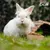 White rabbit next to a bowl with pellets, Burgess Excel logo visible in the top right corner. White rabbit next to a bowl with pellets, Burgess Excel logo visible in the top right corner.
