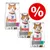 Hill's Young Adult Sterilised Cat con atún y pollo - Pack mixt - Pack mixto: 3 x 1,5 kg (pollo, pato y salmón)