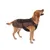 Dog wearing brown coat with black collar and adjustable fastening. Product shows fit and design of the dog coat.