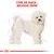 Type de race : Bichon Frisé, illustration d’un chien blanc bouclé avec schéma de proportions. Texte en haut : TYPE DE RACE : BICHON FRISÉ.