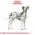 Illustrazione di un cane con macchie nere e corpo bianco, testo in alto: 'Razza: Dalmata'.