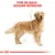 Illustration d’un chien avec texte en haut : TYPE DE RACE : GOLDEN RETRIEVER. Schémas de proportions visibles autour du corps du chien.