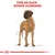 Type de race : Dogue Allemand, illustration d’un grand chien marron debout avec des lignes de mesure autour du corps.