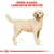 Σχέδιο σκύλου με τίτλο BREED RANGE: LABRADOR RETRIEVER επάνω, δείχνει τη σωματική διάπλαση της φυλής Labrador Retriever με διαστάσεις σώματος.
