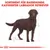 Sortiment für Rassehunde: kastrierter Labrador Retriever. Illustration eines braunen Labradors mit Massangaben.