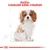 Testo in alto: RAZZA: CAVALIER KING CHARLES. Illustrazione di un cane Cavalier King Charles bianco e marrone seduto, con schizzi di linee tecniche sullo sfondo. Testo in alto: RAZZA: CAVALIER KING CHARLES. Illustrazione di un cane Cavalier King Charles bianco e marrone seduto, con schizzi di linee tecniche sullo sfondo.