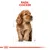 Ilustración de perro raza Cocker con texto visible: RAZA: COCKER. Se muestran proporciones corporales del animal en el dibujo.