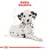Testo in alto: RAZZA: DALMATA. Immagine di un cucciolo di dalmata seduto, con macchie nere sul mantello bianco e orecchie nere.