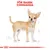Illustration av en chihuahua med texten 'FÖR RASEN: CHIHUAHUA' ovanför. Skissade måttlinjer syns vid hundens kropp.