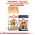 Mélangez 1 sachet avec ses croquettes quotidiennes. Sacs Royal Canin Bengal Adult et Royal Canin Intense Beauty Care 85 g visibles, alimentation pour chats.