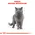 Testo: Razza: British Shorthair. Immagine di un gatto grigio British Shorthair su sfondo bianco con schizzi tecnici e simbolo grafico rosso in basso.