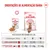 Royal Canin Kitten Sterilised em molho