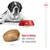Duży pies przy misce z karmą Royal Canin, powiększony krokiet o długości ok. 1 cm. Tekst: Duże krokiety, aby zachęcać do rozgryzania.