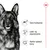 Royal Canin Maxi Adult