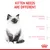 Kitten needs are different: fragile immune system, discovery period, delicate digestive system.