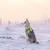 Hund mit leuchtend gelbem Geschirr sitzt im Schnee und zeigt die Passform des Geschirrs. Hund mit leuchtend gelbem Geschirr sitzt im Schnee und zeigt die Passform des Geschirrs.