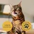 thrive PremiumPlus Dry Cat Food - Chicken - 1.5kg
