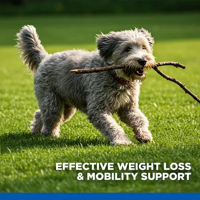 Hill's Science Plan Perfect Weight & Active Mobility Adult 1+ Medium with Chicken