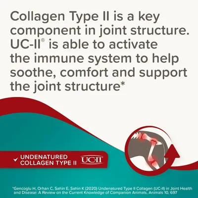 Collagen Type II supports joint structure. UC-II helps activate the immune system to soothe, comfort and support joints. Contains undenatured collagen type II.