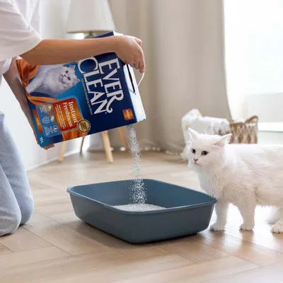 Ever Clean Instant Freshness Katzenstreu wird in eine Katzentoilette gefüllt, weiße Katze steht daneben. Verpackung mit 10L-Angabe sichtbar.