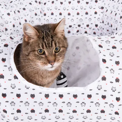 Braun getigerte Katze sitzt in einem weissen Spielzelt mit Katzenmuster und blickt nach vorne. Spielzeugfisch sichtbar im Zelt.