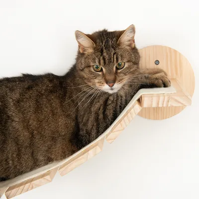 Gato marrón tumbado sobre un soporte de pared de madera con superficie acolchada para descansar.