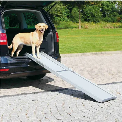 Pes stojí na rozložené kovové rampě vedoucí z kufru auta na zem, rampa je určena pro snadný vstup a výstup psa z vozidla.