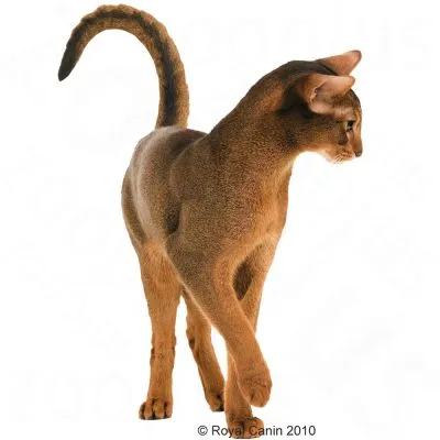 Кафява късокосместа котка, заснета в цял ръст на бял фон. © Royal Canin 2010