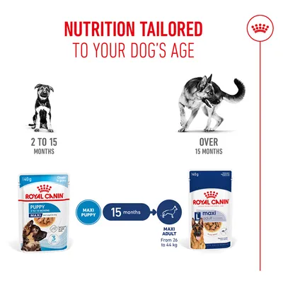 Feeding recommendation: Royal Canin Maxi Puppy from 2 to 15 months, from 15 months Royal Canin Maxi Adult for dogs from 26, to 44 kg. Age-appropriate nutrition.