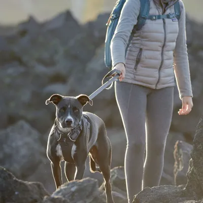 Zwarte hond met borsttuig en riem, uitgelaten door persoon in grijze kleding en rugzak, wandelend over rotsachtig terrein.
