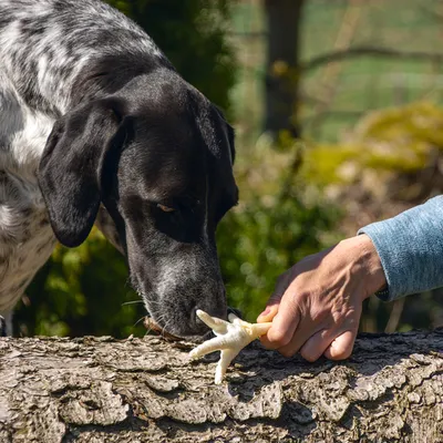 Karlie puffede hønsefødder hundesnack