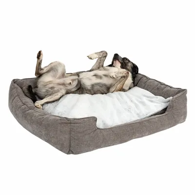 Hund liegt entspannt auf einem grauen Hundebett mit weisser Liegefläche.
