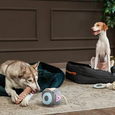 Zwei Hunde in Hundebetten, einer spielt mit einem geflochtenen Kauspielzeug, der andere sitzt neben einem grauen Spielzeugwürfel mit Seil.