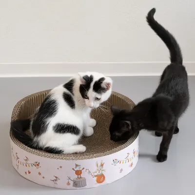 Deux chatons sur un griffoir rond en carton décoré de motifs animaux et festifs, l’un assis à l’intérieur, l’autre debout à côté. Matériau visible : carton.