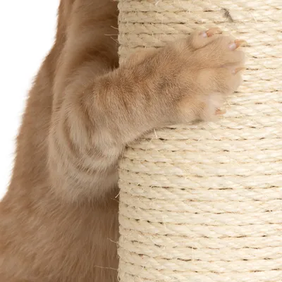 Lähikuva kissan tassusta, joka tarttuu sisalista valmistettuun raapimispuuhun.