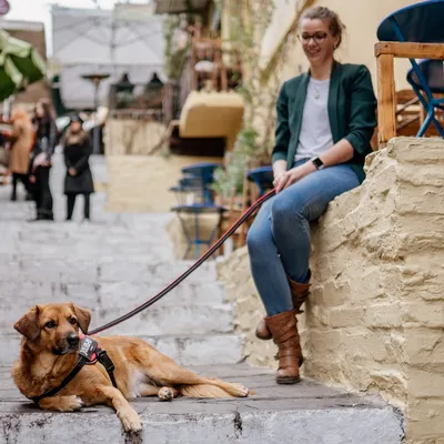 JULIUS-K9 IDC® POWAIR нагръдник, оранжев JULIUS-K9 IDC® POWAIR нагръдник, оранжев