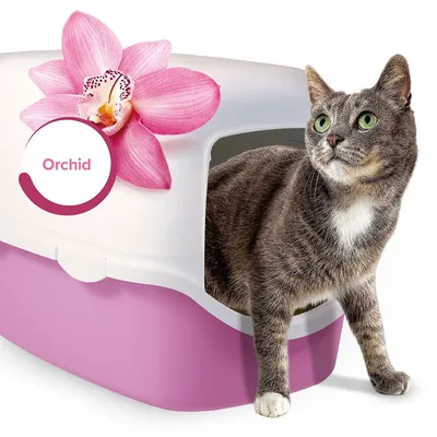 Gatto grigio in uscita da una lettiera chiusa bicolore bianca e rosa con fiore di orchidea e scritta 'Orchid' visibile sulla parte superiore.