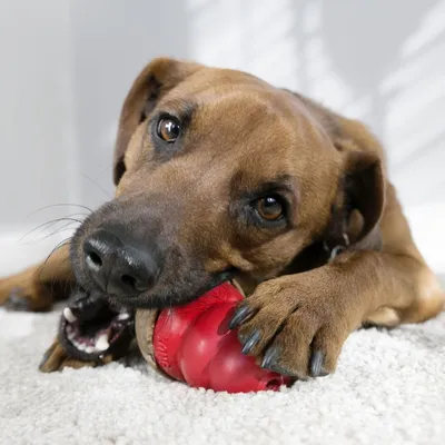 Pas leži na svijetlom tepihu i drži crvenu gumenu igračku za žvakanje između šapa.