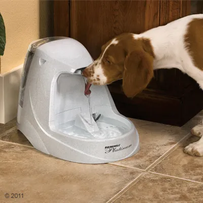 Fuente automática Drinkwell Platinum de plástico gris, con perro bebiendo agua directamente del chorro. Marca y modelo visibles en la base frontal.