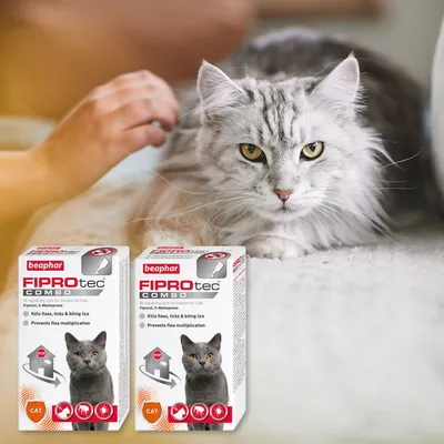 Person applying spot-on treatment to a long-haired cat, with two boxes of Beaphar FIPROtec Combo showing key features: kills fleas, ticks and biting lice, prevents flea multiplication.