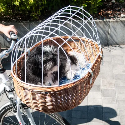 Hund i cykelkorg av flätad korg med vit metallbur, monterad på styret av en vit cykel. Korgen har blåvit dyna och är anpassad för små hundar.
