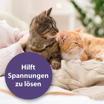Zwei Katzen liegen entspannt auf einer Decke. Text im Bild: Hilft Spannungen zu lösen.