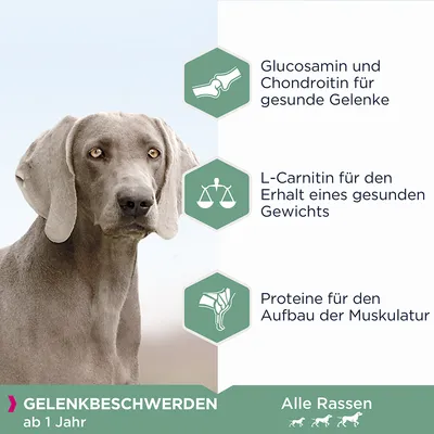 Glucosamin und Chondroitin für gesunde Gelenke, L-Carnitin für gesundes Gewicht, Proteine für Muskelaufbau. Geeignet bei Gelenkbeschwerden ab 1 Jahr, alle Rassen.