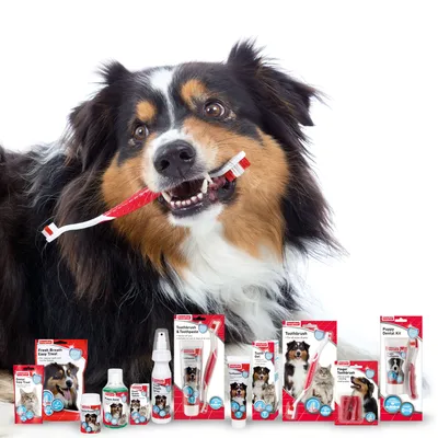 Dog holding toothbrush in mouth with various dental care products displayed, including toothpaste, toothbrushes, dental kits, and oral sprays for pet dental hygiene.
