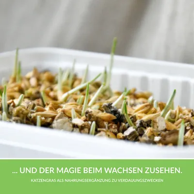 Cat grass as a dietary supplement for digestive purposes. Text: ... and watch the magic as it grows.