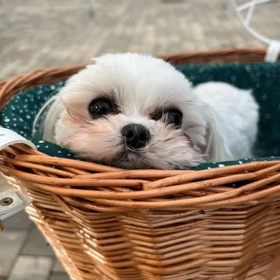 Aumüller Hondenfietsmand voor Bagagedrager met Tralies