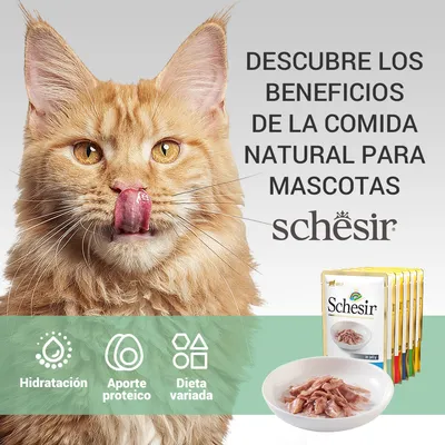 Descubre los beneficios de la comida natural para mascotas Schesir. Hidratación, aporte proteico, dieta variada. Imagen de sobres Schesir y cuenco con comida húmeda.